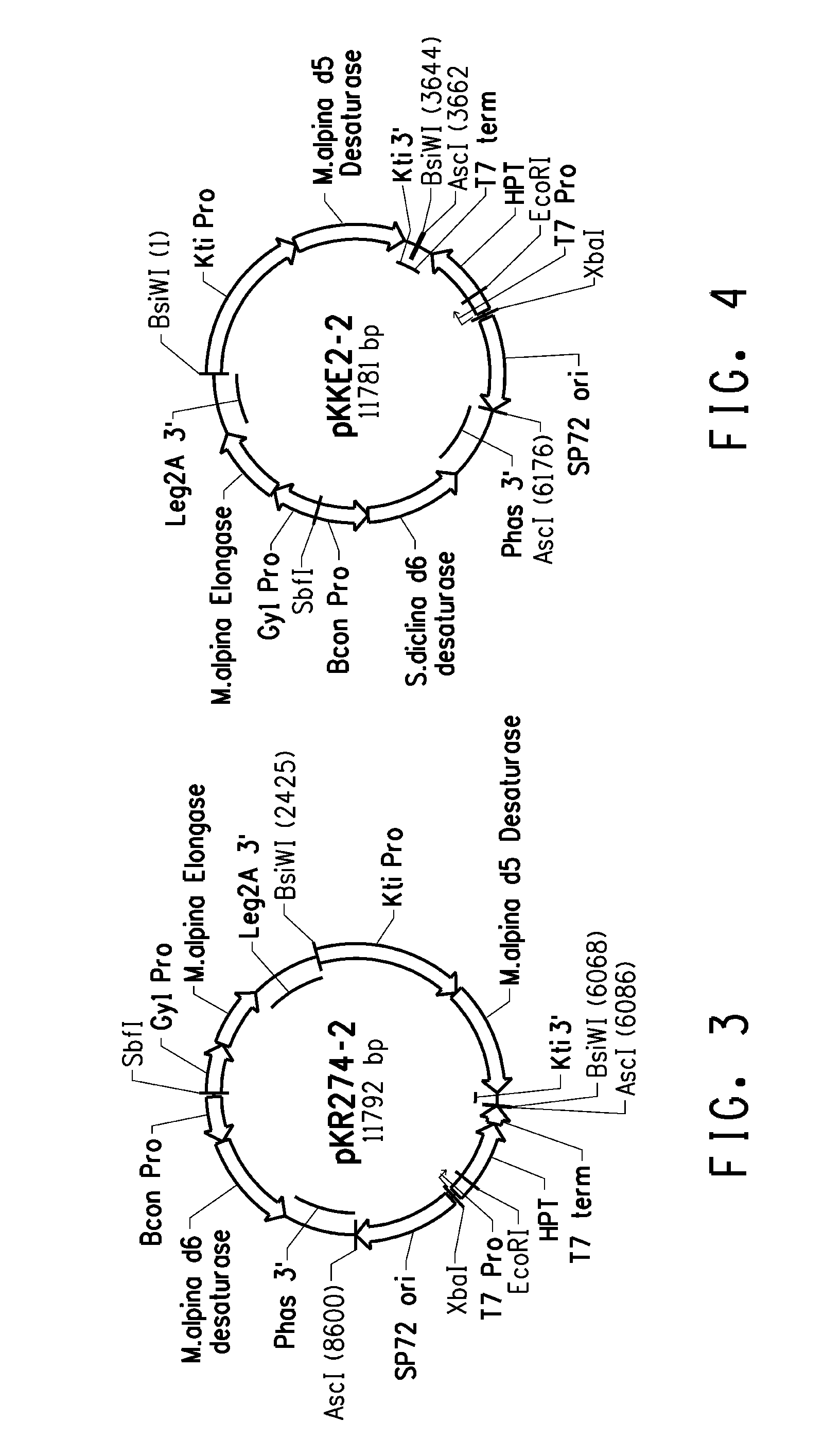 Production of very long chain polyunsaturated fatty acids in oil seed plants