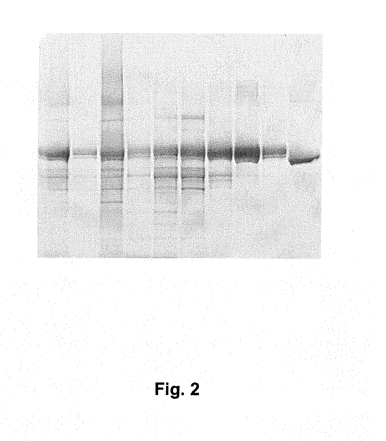 Method for purifying albumin