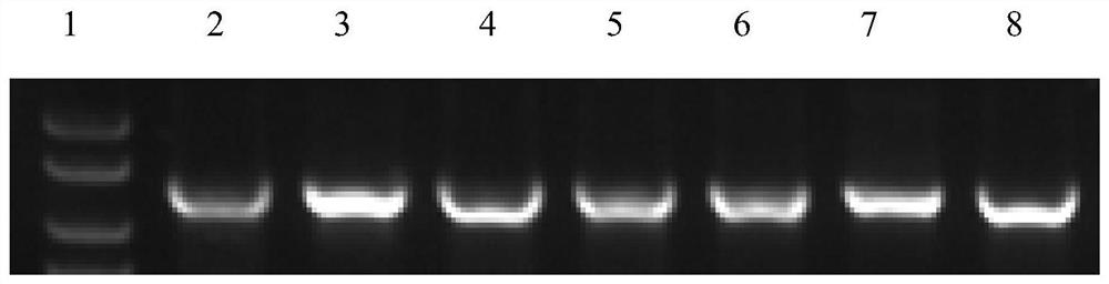 Carbon catabolism regulation protein CcpA mutant I42A