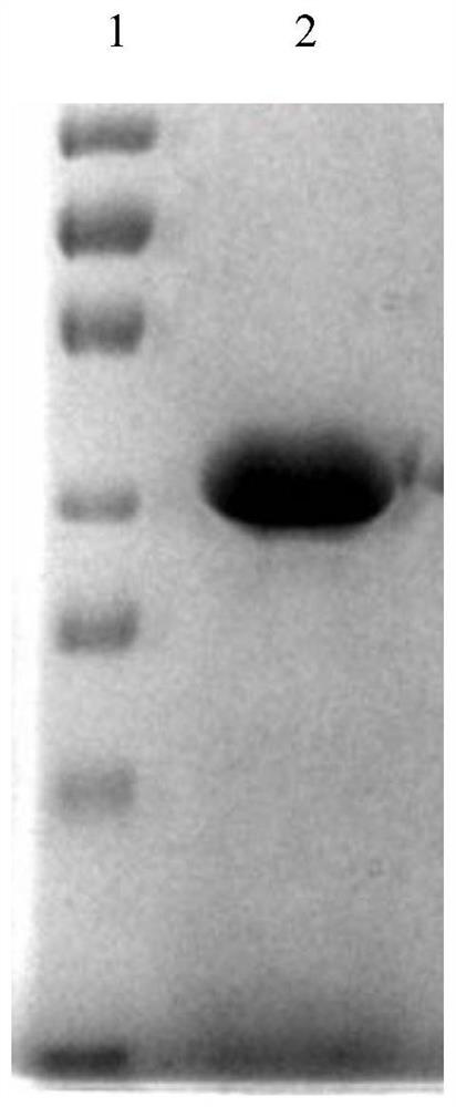 Carbon catabolism regulation protein CcpA mutant I42A