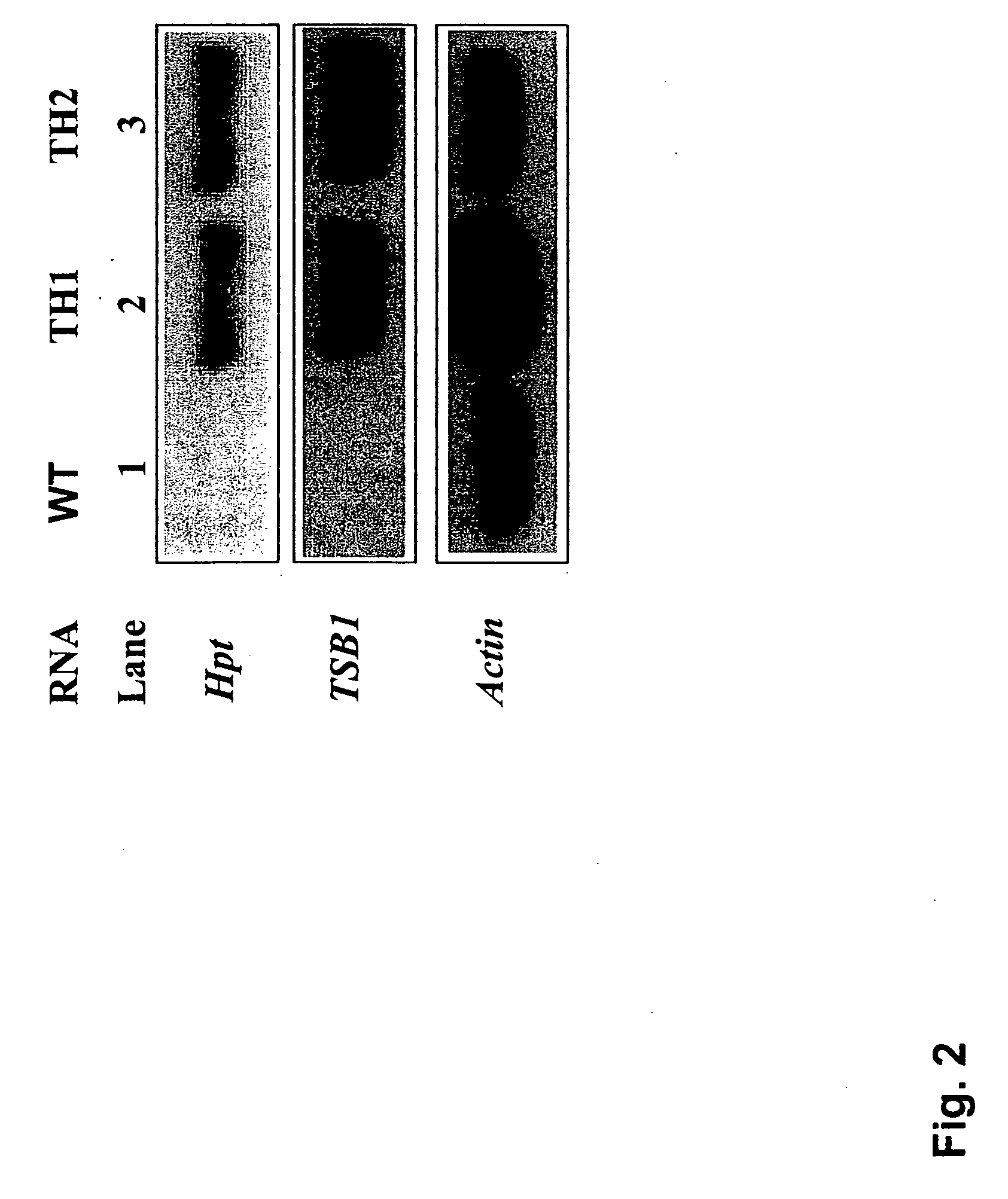 Non-antibiotic selection marker genes