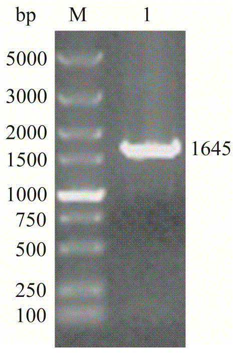 Genetically engineered bacterium for efficiently expressing high-molecular weight nitrile hydratase and application of genetically engineered bacterium