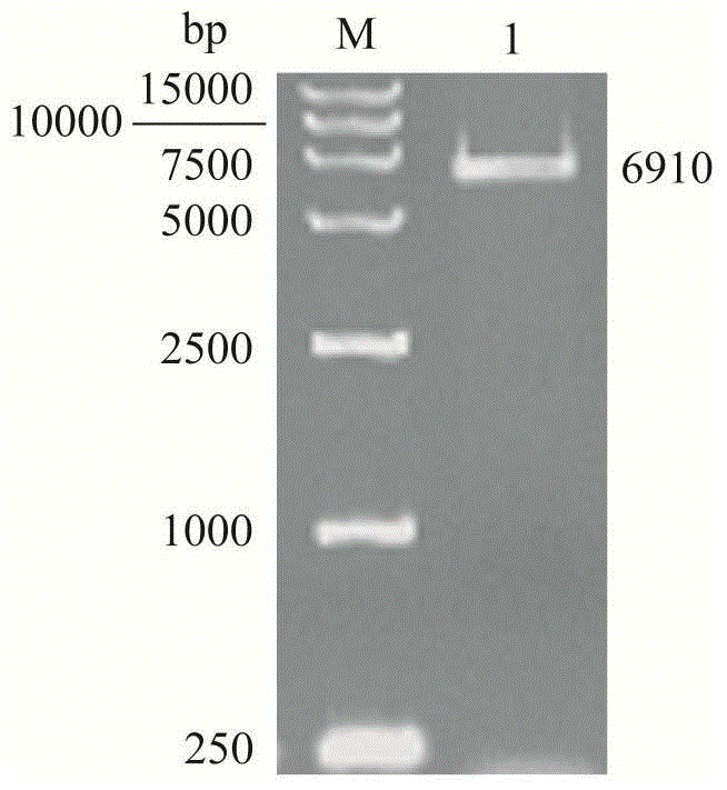 Genetically engineered bacterium for efficiently expressing high-molecular weight nitrile hydratase and application of genetically engineered bacterium