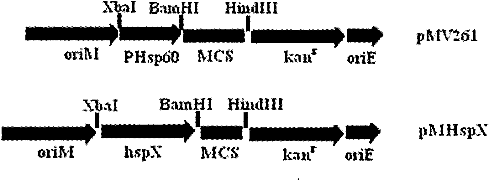 Recombinant BCG vaccine rBCG::X