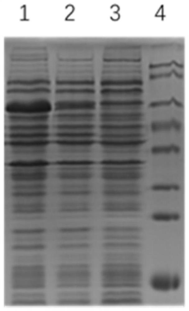 Recombinant aviadenovirus type 4 fiber2 protein as well as preparation method and application thereof