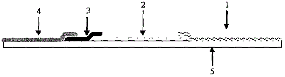 Fourth-generation HIV (Human Immunodeficiency Virus) antibody antigen test paper