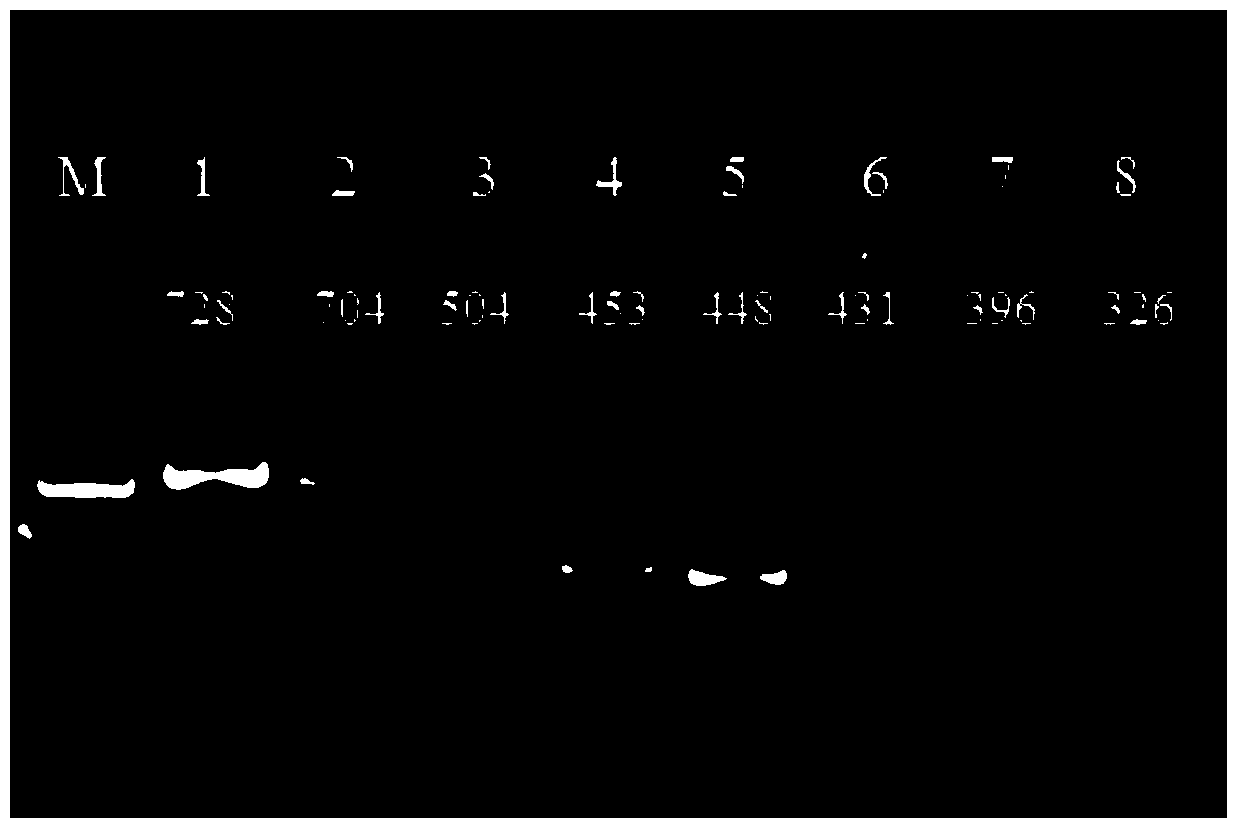 A PCR primer and kit for identifying 8 kinds of animal-derived components