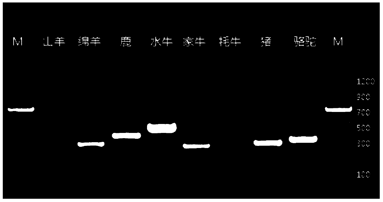 A PCR primer and kit for identifying 8 kinds of animal-derived components