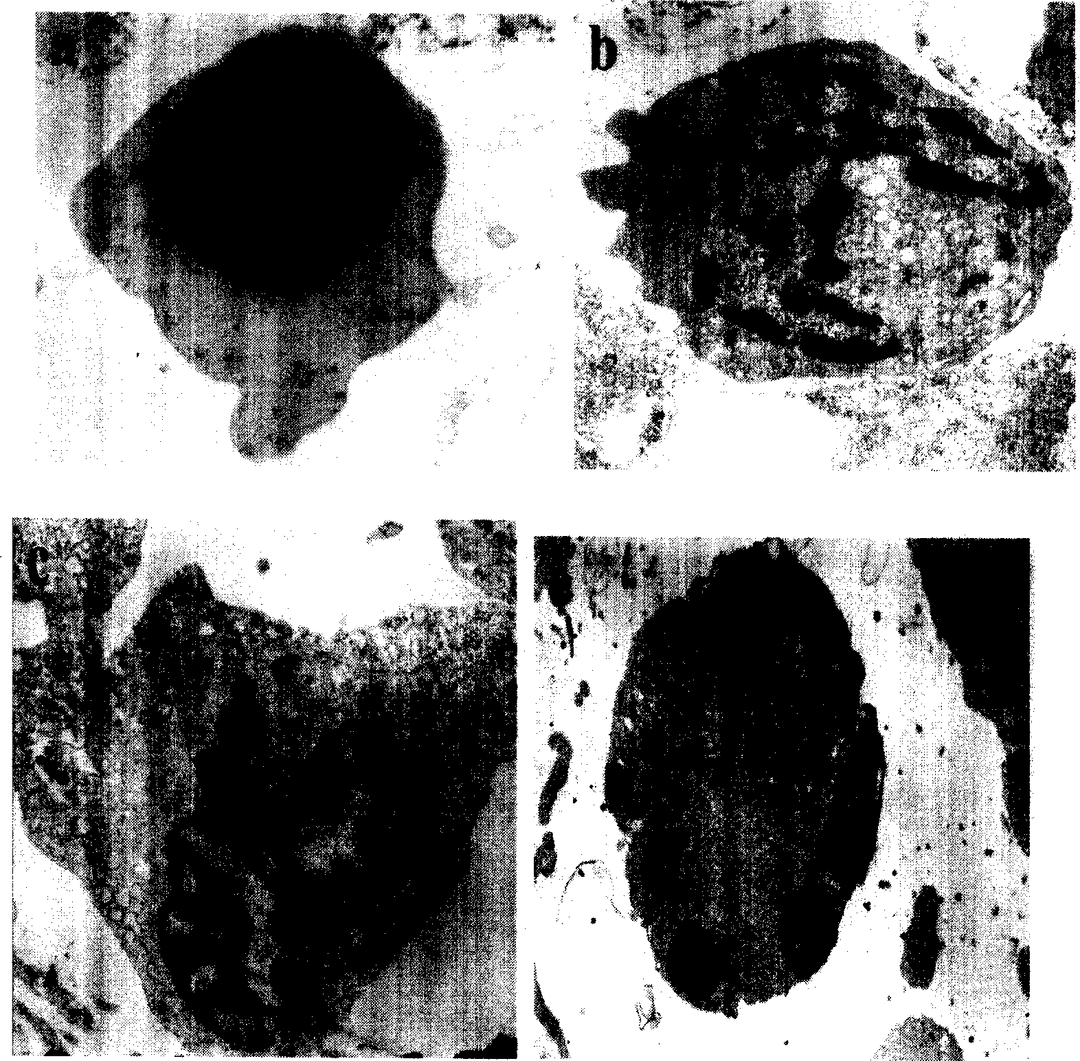 Short peptide suppressing growth of cancer cell and uses thereof