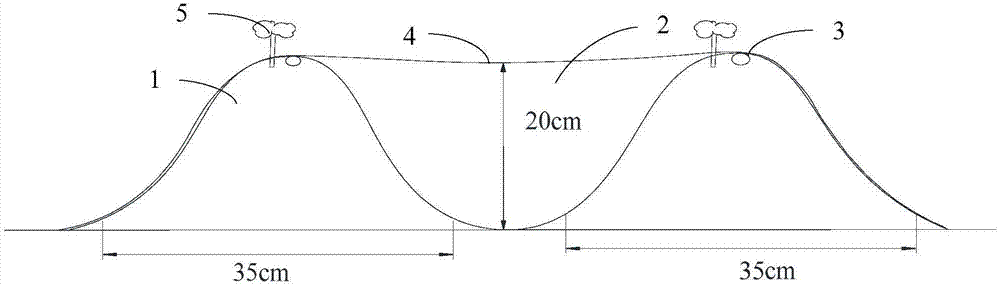 Furrow and drip irrigation under mulch covered conduit cultivation method