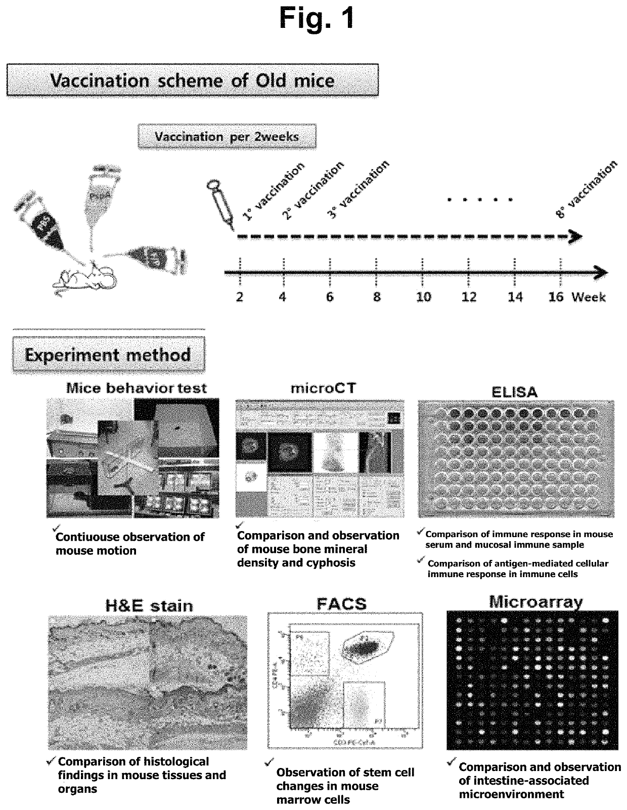 Method for inhibiting, improving, or preventing aging using recombinant fusion protein of pathogenic antigen protein and flagellin of <i>Vibrio vulnificus</i>