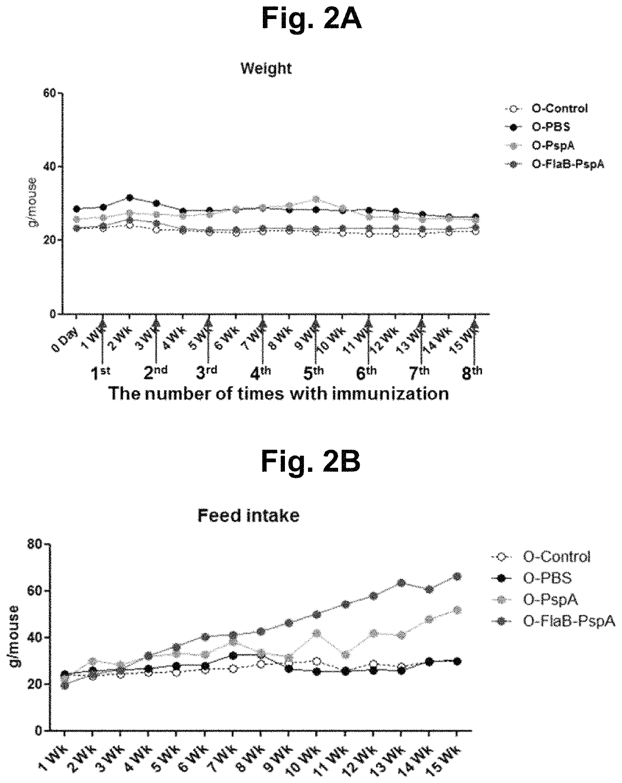 Method for inhibiting, improving, or preventing aging using recombinant fusion protein of pathogenic antigen protein and flagellin of <i>Vibrio vulnificus</i>