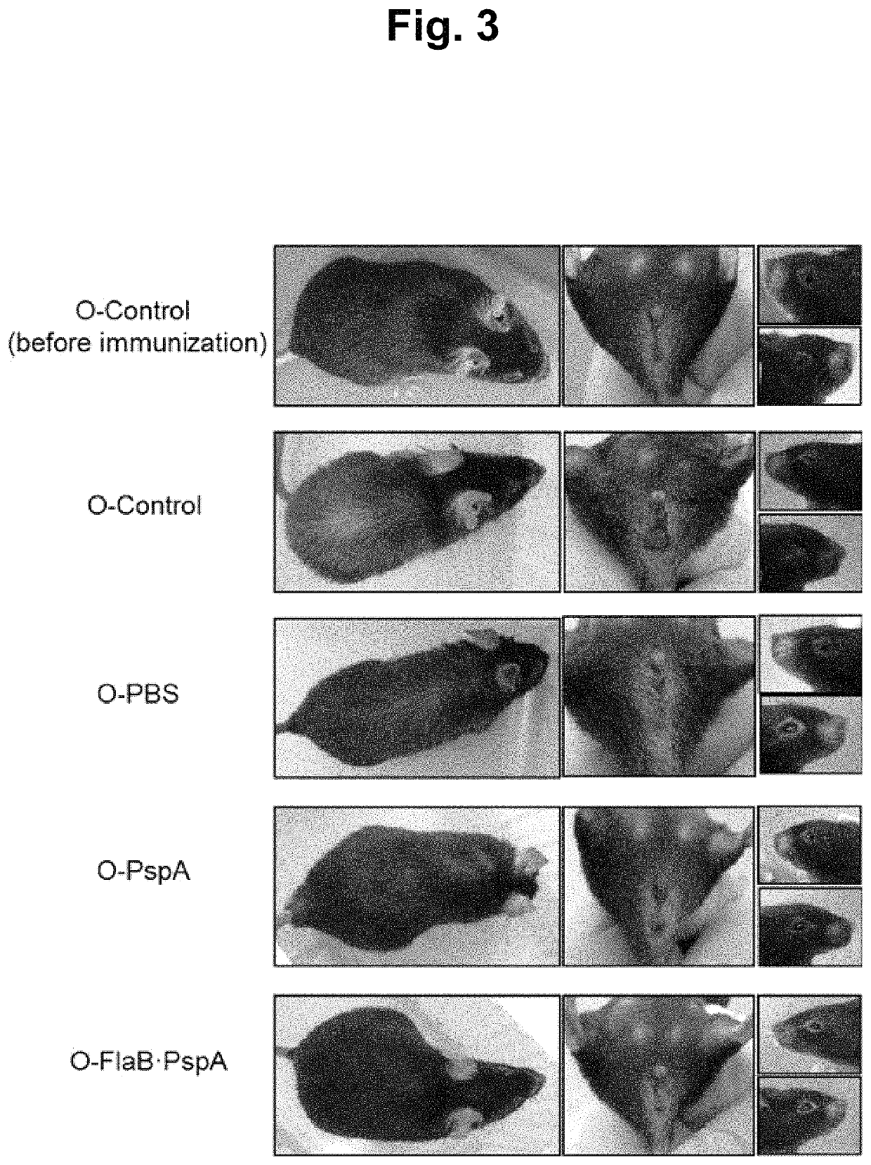 Method for inhibiting, improving, or preventing aging using recombinant fusion protein of pathogenic antigen protein and flagellin of <i>Vibrio vulnificus</i>