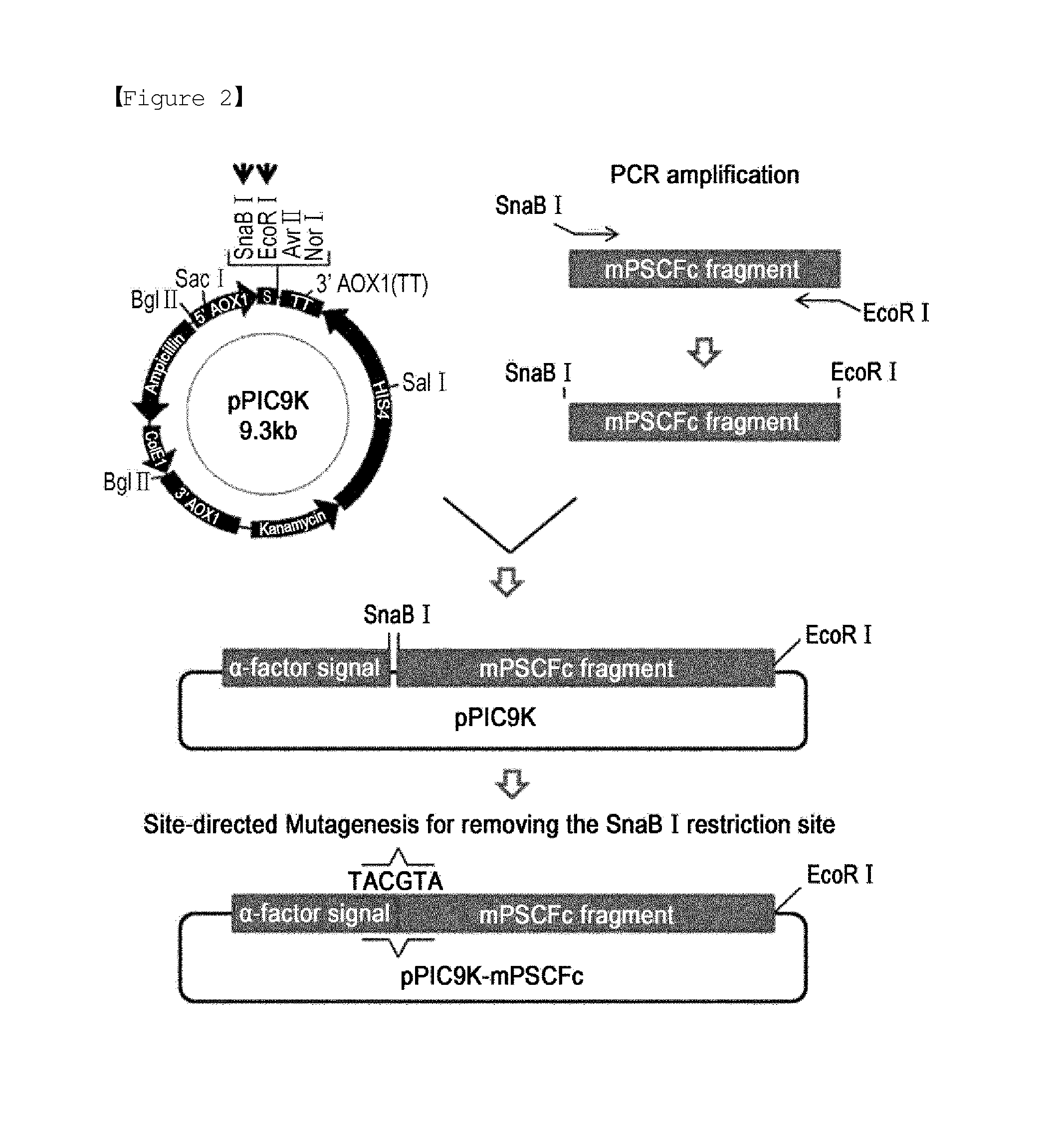 Recombinant yeast transformant and process for preparing immunoglobulin fc fragment employing the same