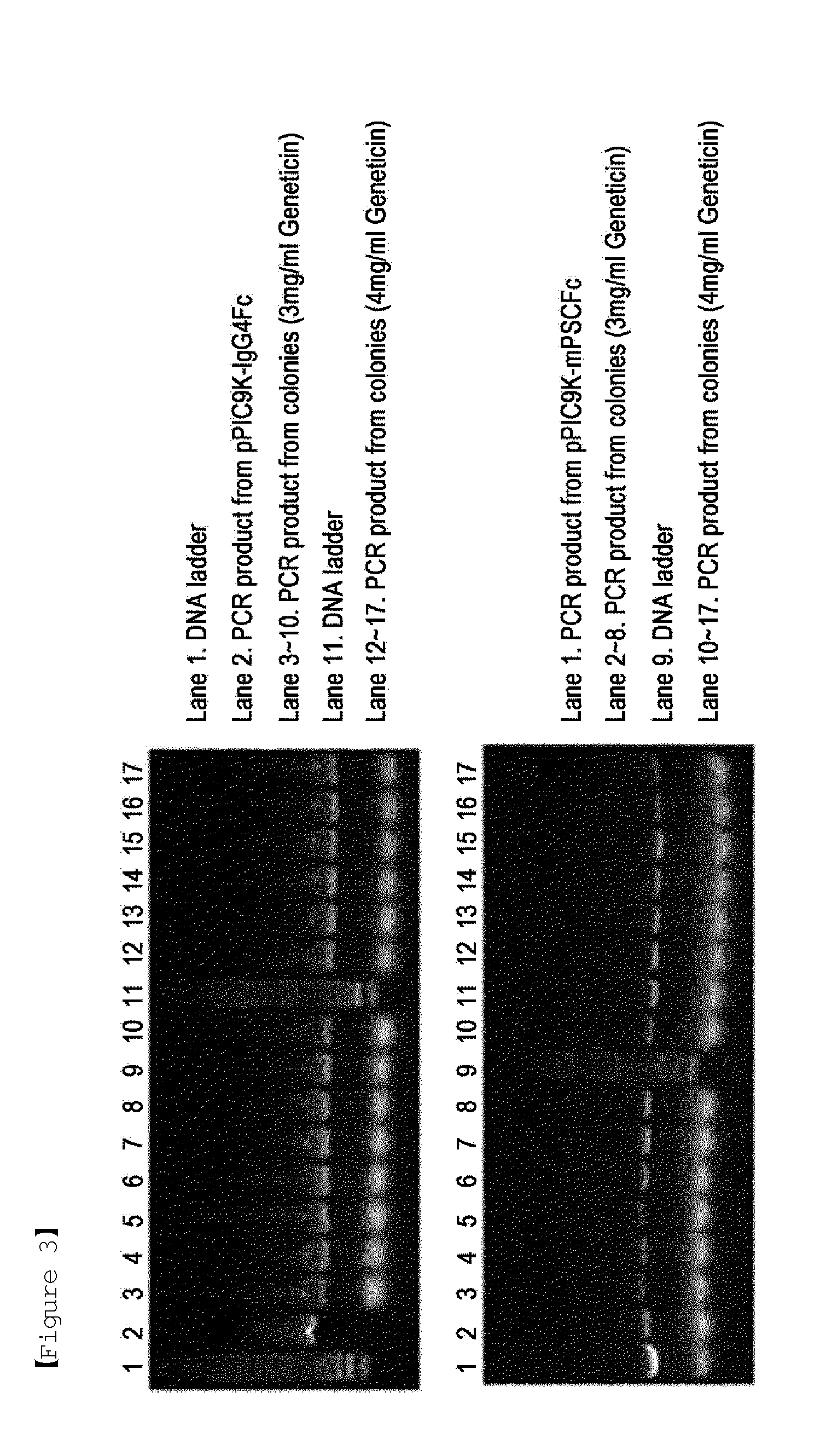 Recombinant yeast transformant and process for preparing immunoglobulin fc fragment employing the same