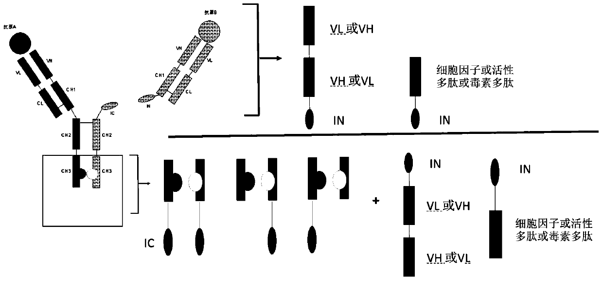 Expression and preparation method of multivalent multispecific antibody and immune hybrid protein