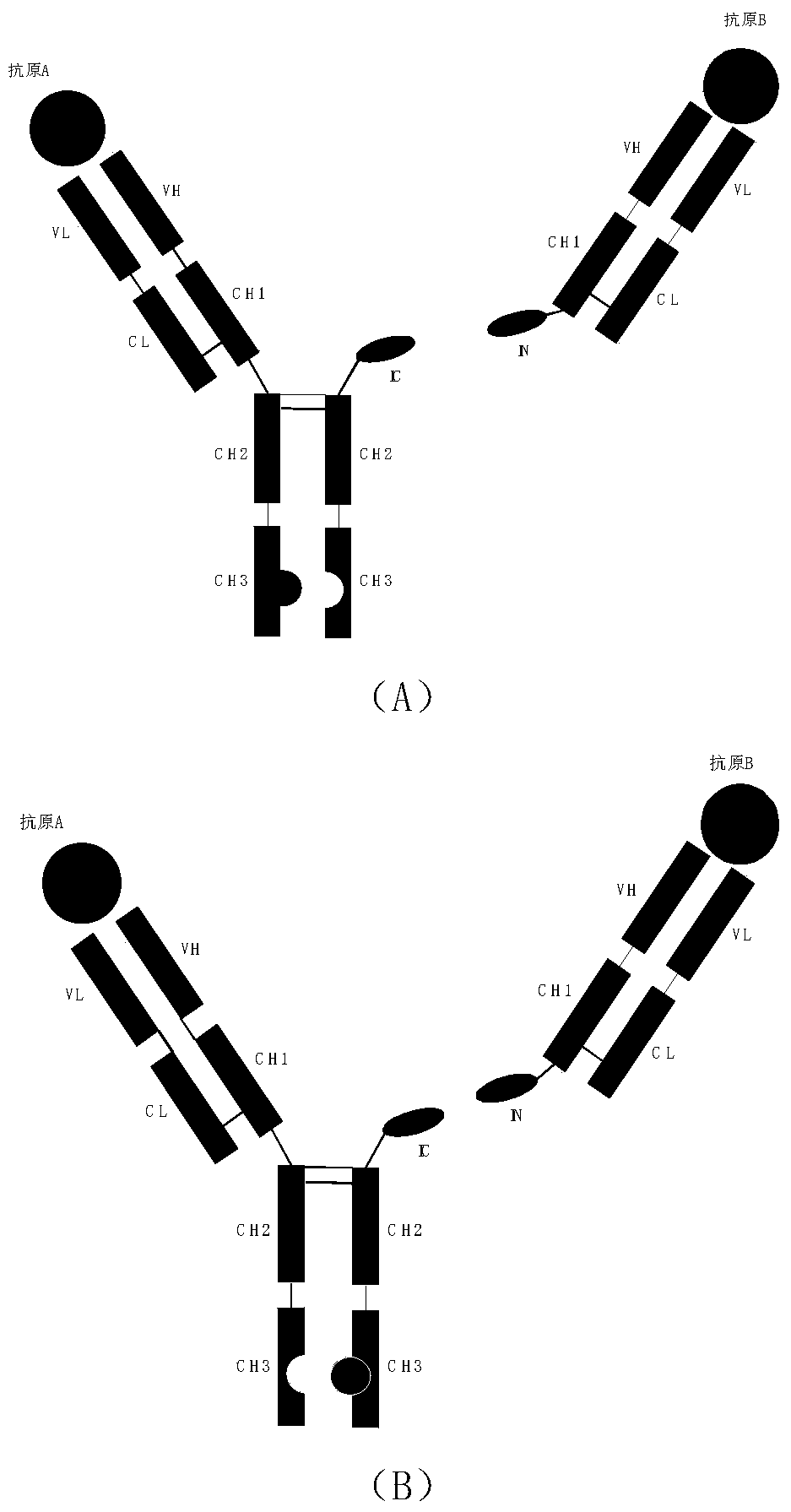 Expression and preparation method of multivalent multispecific antibody and immune hybrid protein