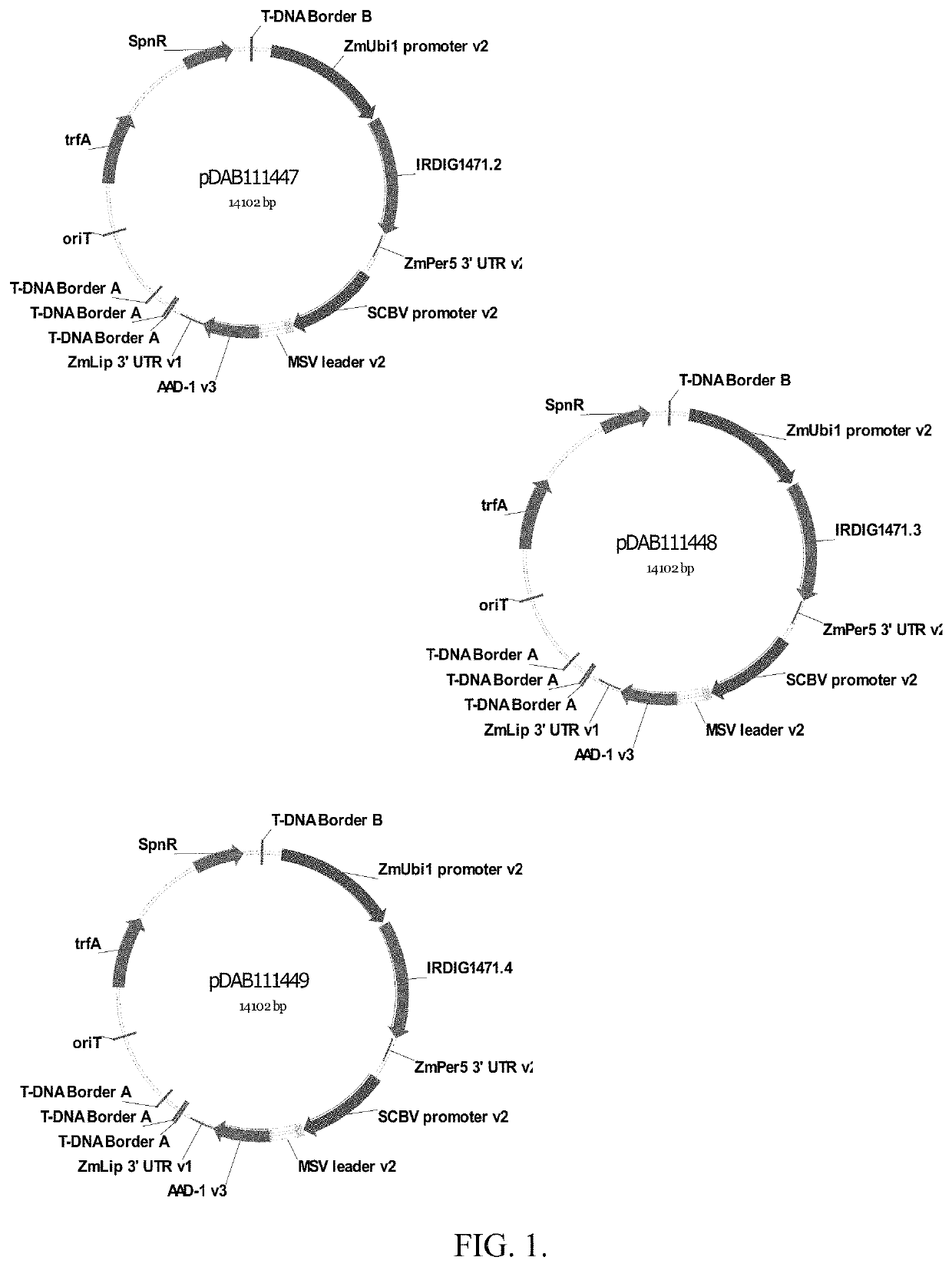 Increased protein expression in plants