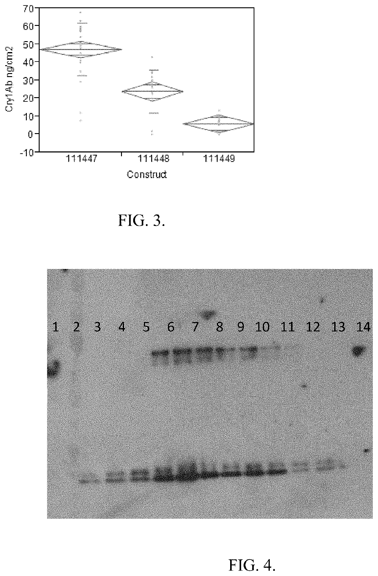 Increased protein expression in plants