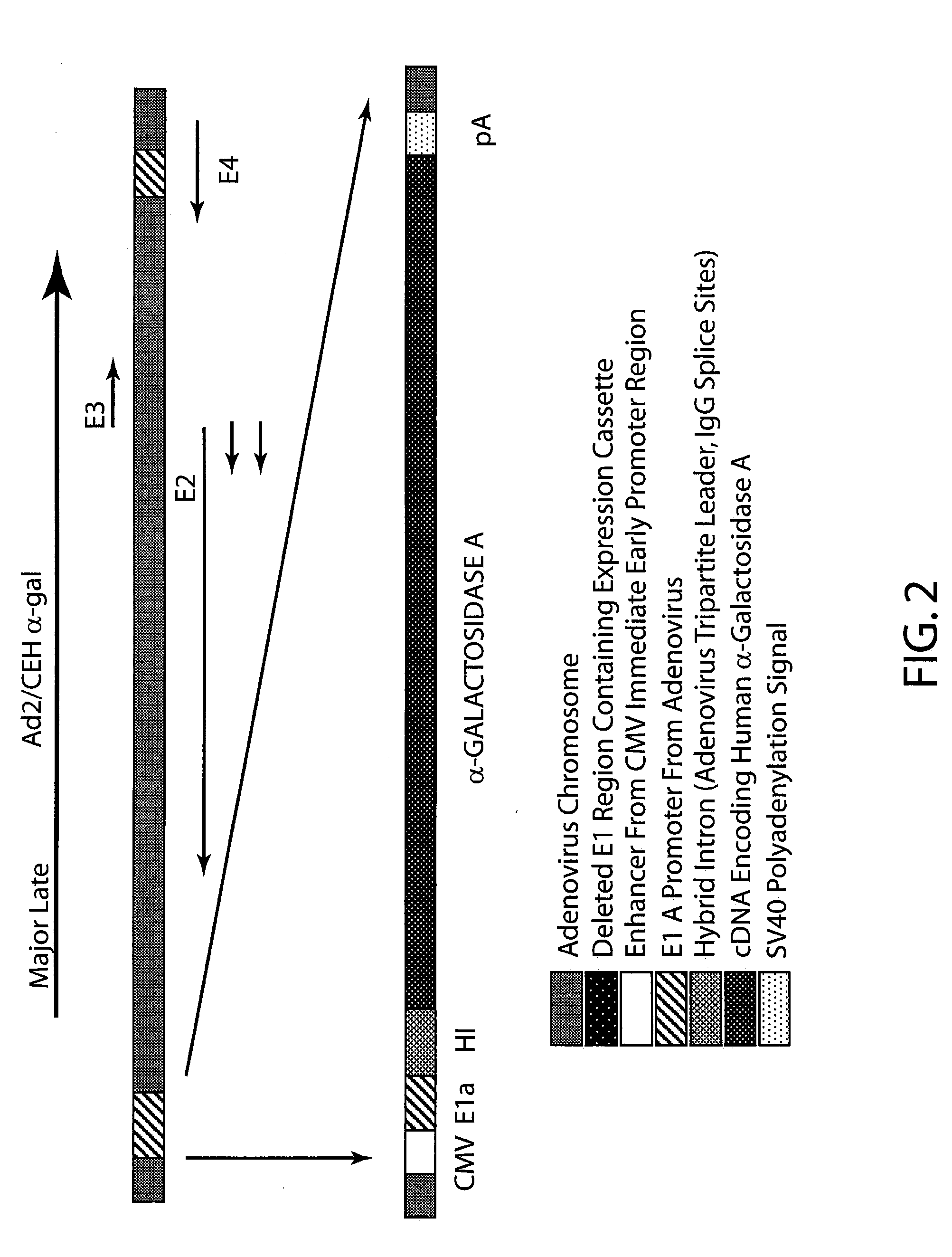 Compositions and methods for treating lysosomal storage disease