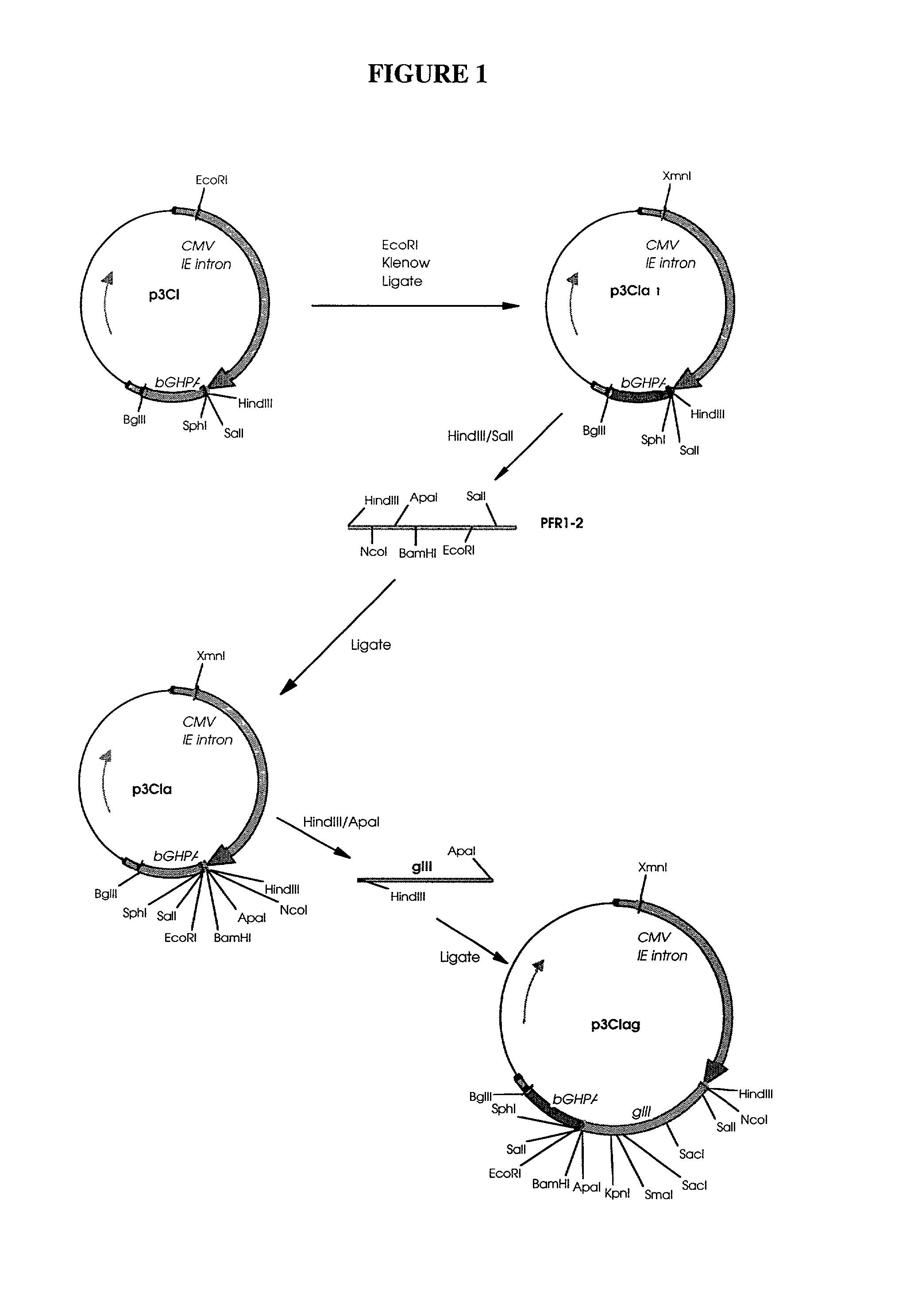 Introduction of naked DNA or RNA encoding non-human vertebrate peptide hormones or cytokines into a non-human vertebrate