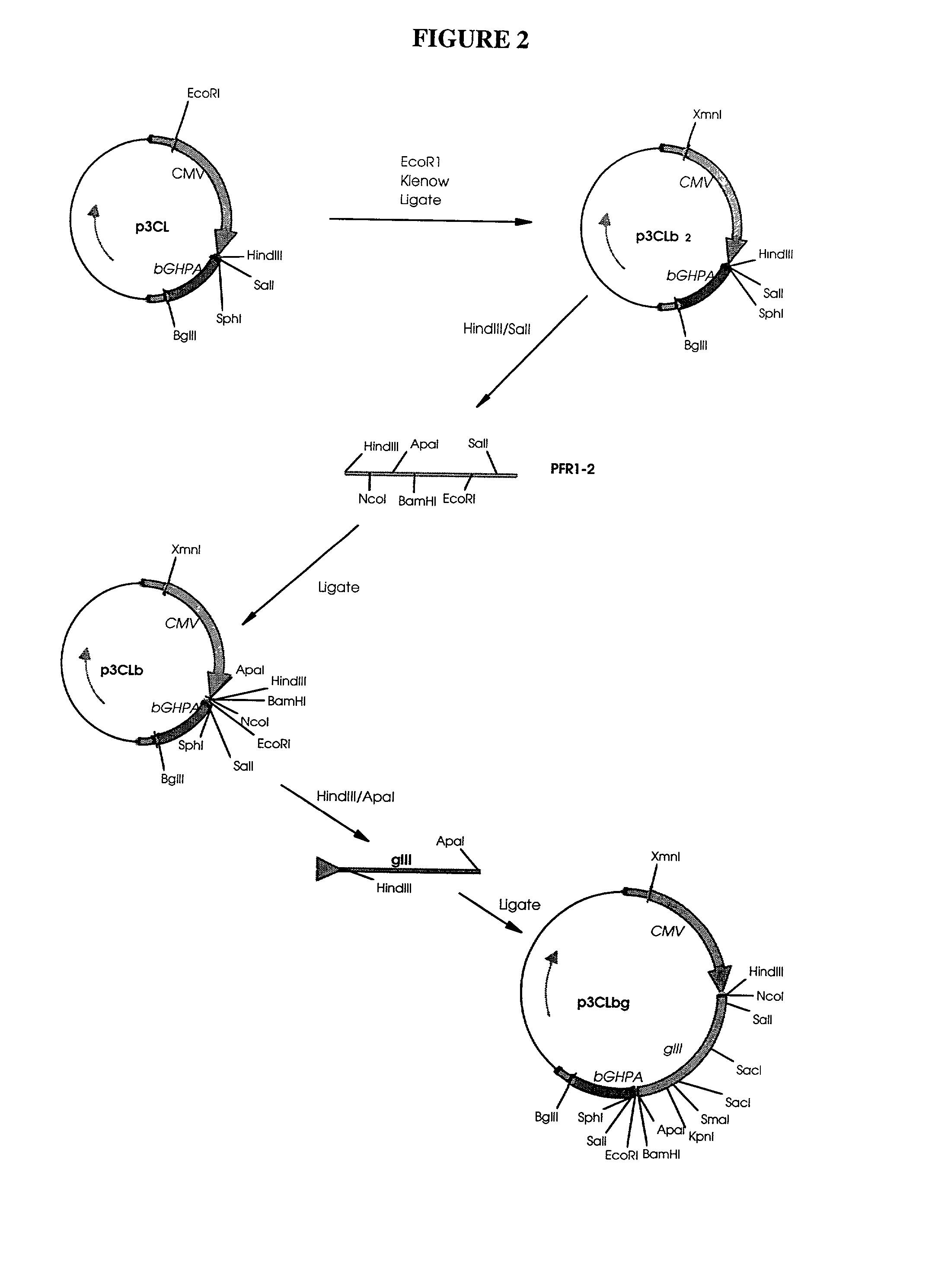 Introduction of naked DNA or RNA encoding non-human vertebrate peptide hormones or cytokines into a non-human vertebrate