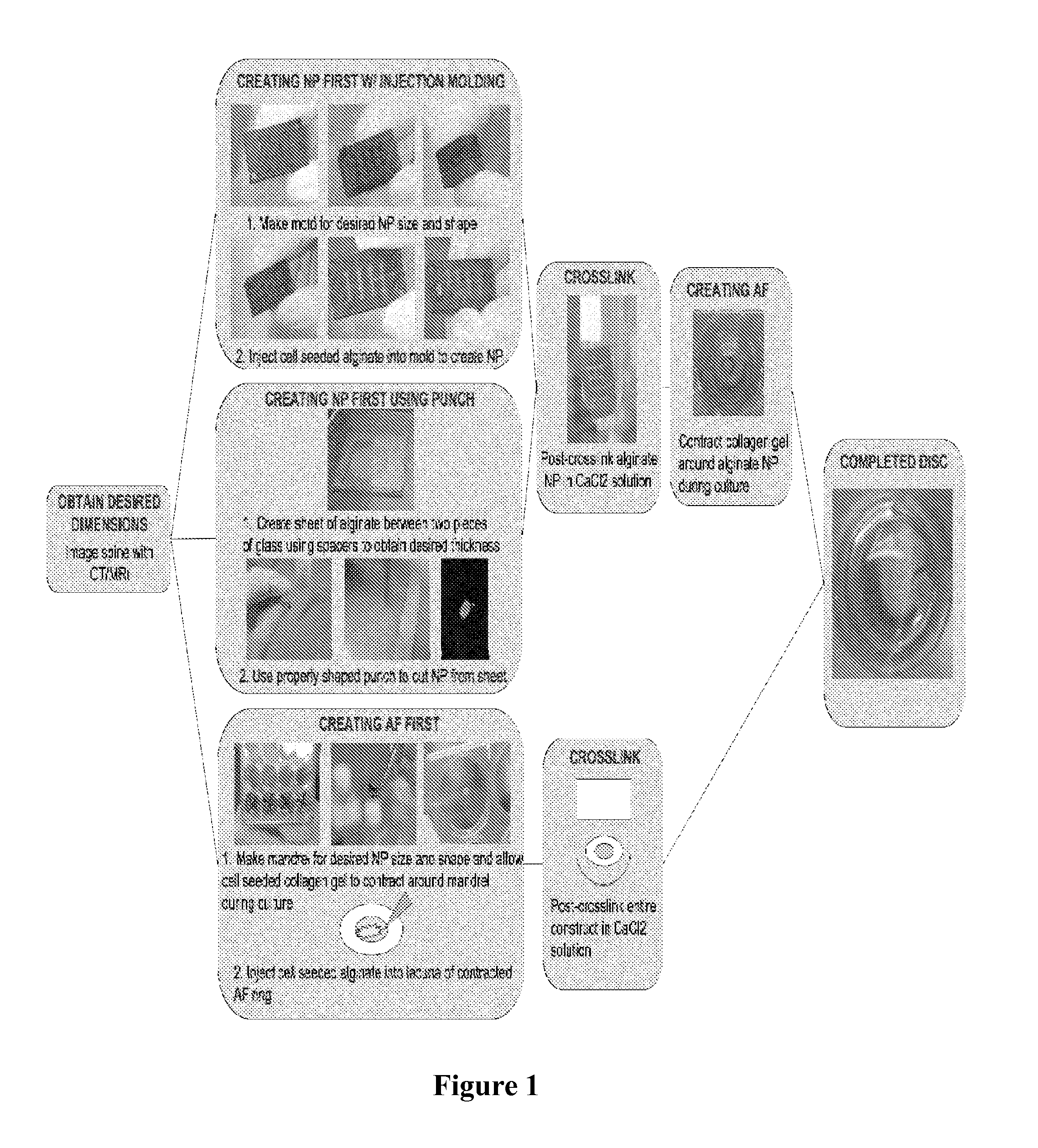 Composite tissue-engineered intervertebral disc with self-assembled annular alignment