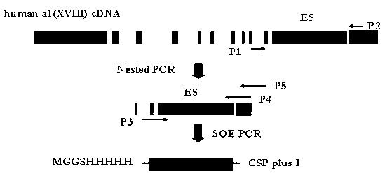 Hepatic targeting peptide and angiogenesis inhibitor fusion protein as well as preparation method and application thereof