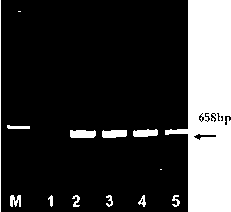 Hepatic targeting peptide and angiogenesis inhibitor fusion protein as well as preparation method and application thereof