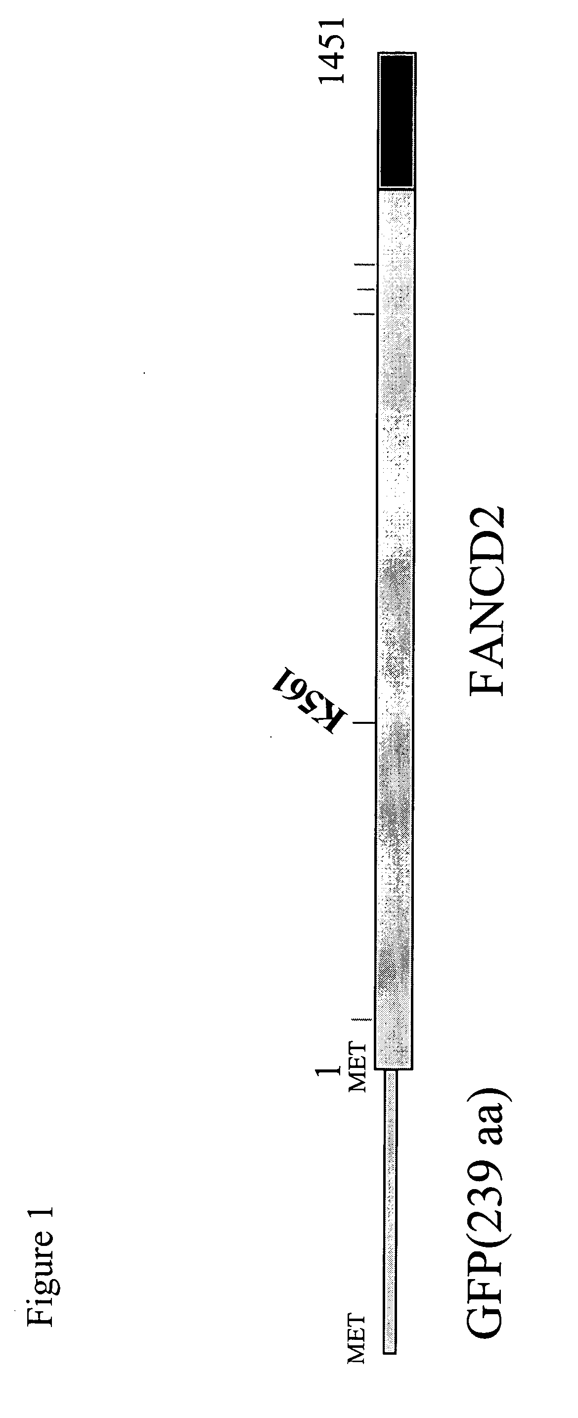 Method for determination and quantification of radiation or genotoxin exposure