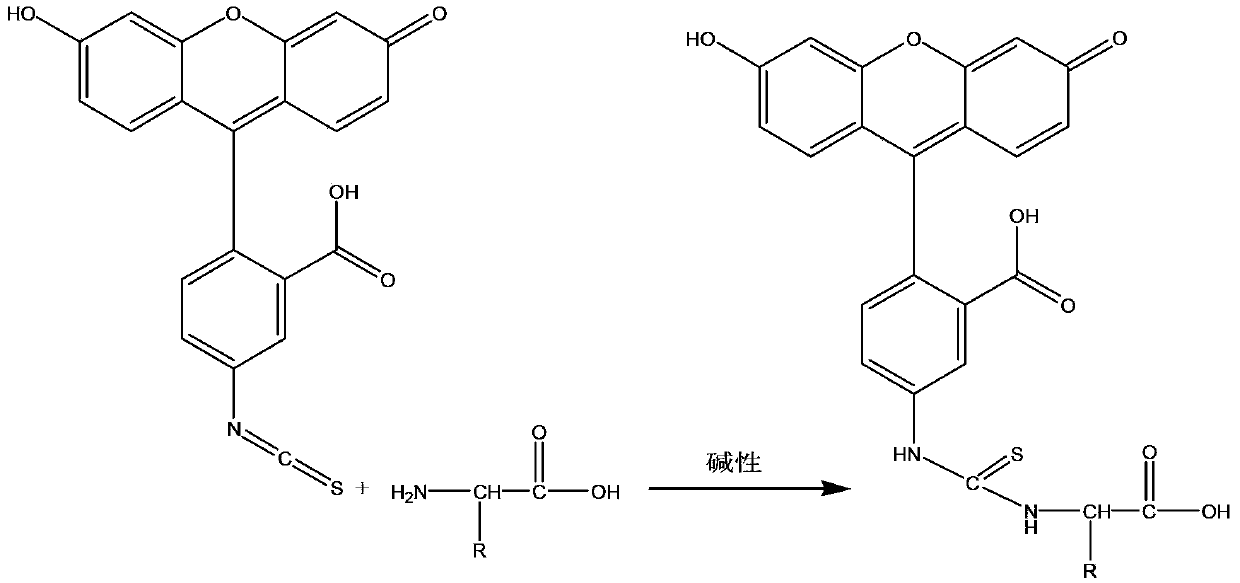 Reagent for coloration of protein in gel electrophoresis as well as using method and application