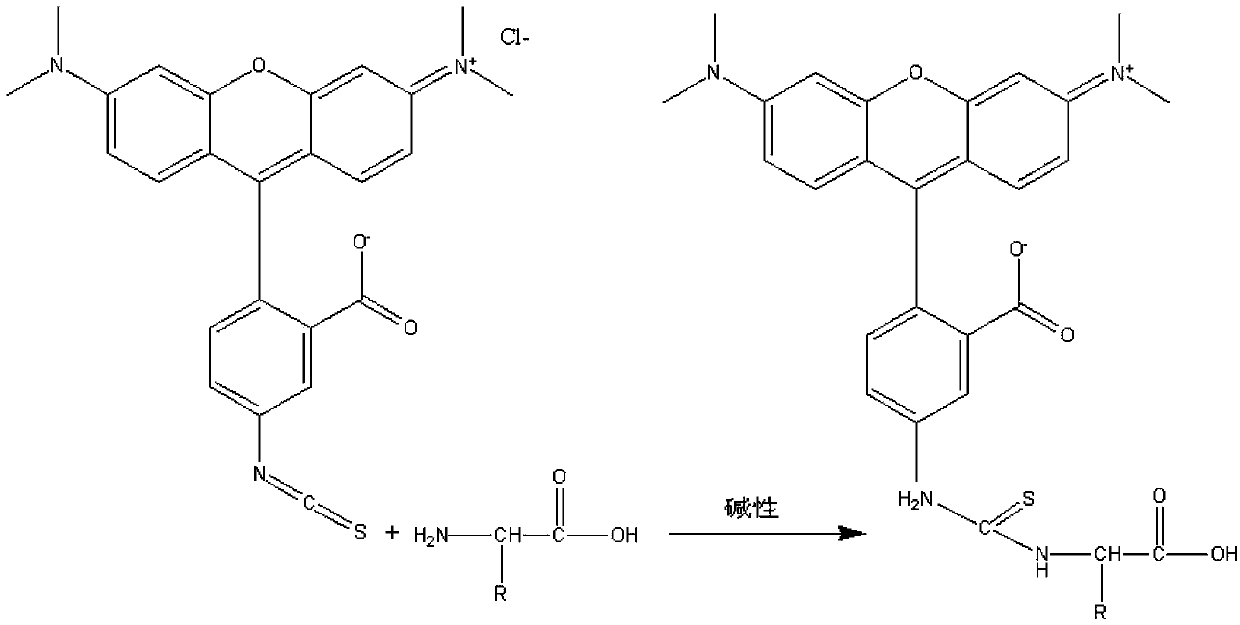 Reagent for coloration of protein in gel electrophoresis as well as using method and application