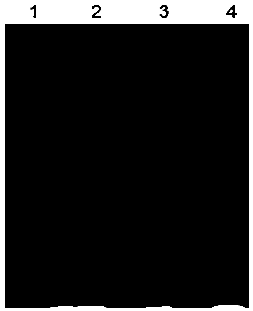 Reagent for coloration of protein in gel electrophoresis as well as using method and application