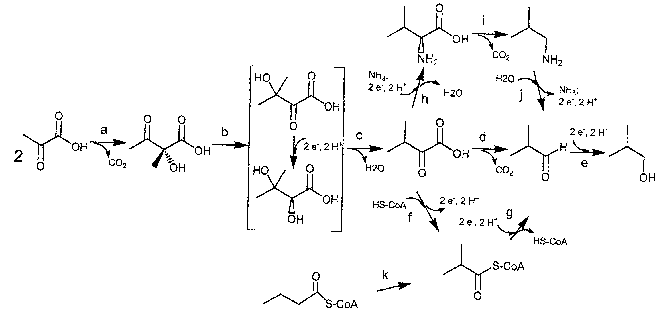 Yeast with increased butanol tolerance involving high osmolarity/glycerol response pathway