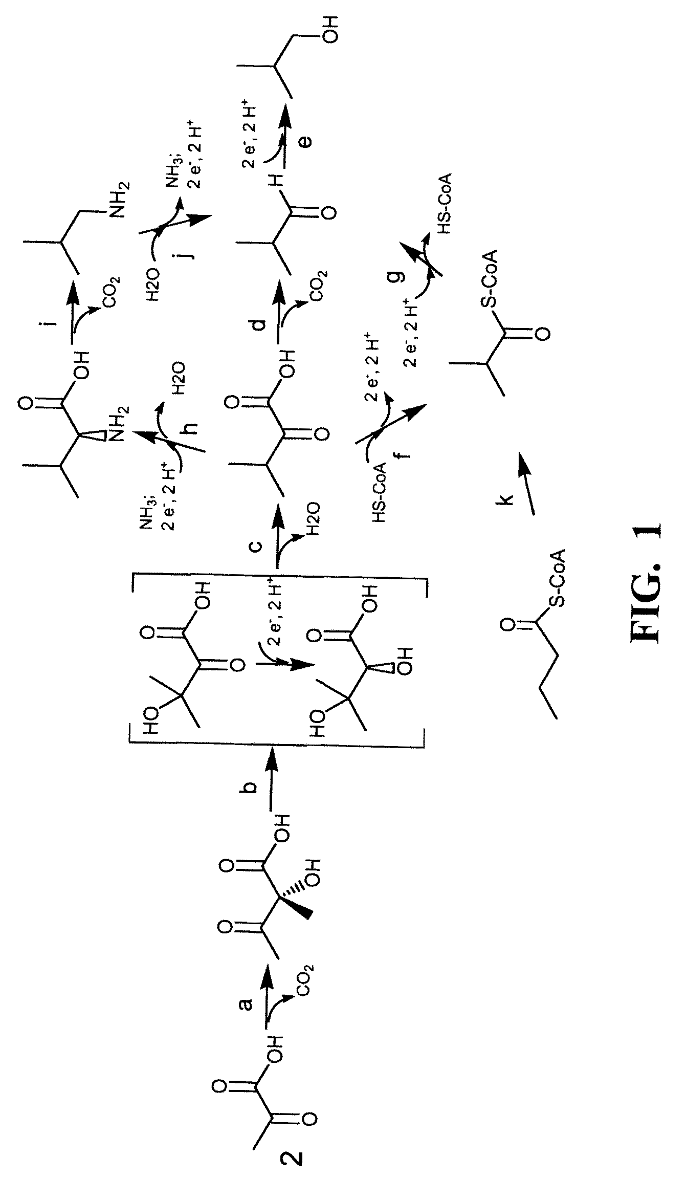 Yeast with increased butanol tolerance involving high osmolarity/glycerol response pathway