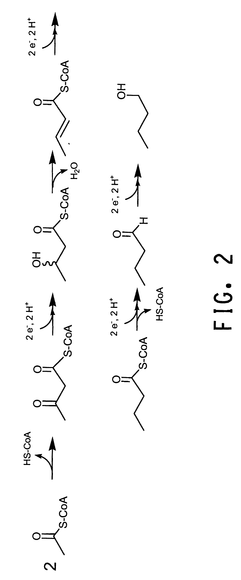 Yeast with increased butanol tolerance involving high osmolarity/glycerol response pathway