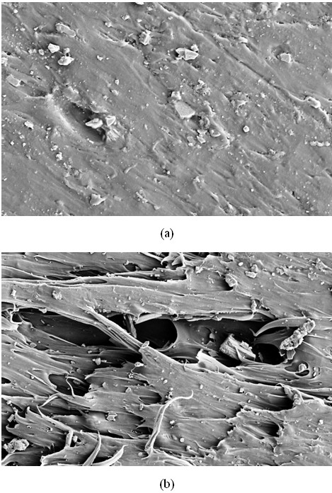 Shell powder filler having high beta-nucleation effect on polypropylene and preparation method for filler