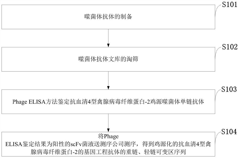 Antifibrin-2 antibody sequence, tetrapeptide chain molecule and immunoglobulin molecule