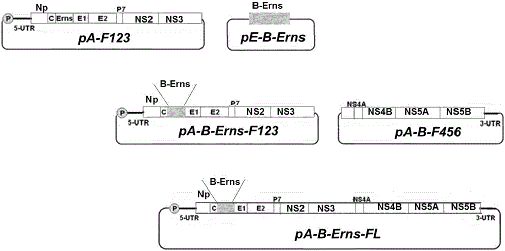 Method for constructing molecularly marked CSFV (classical swine fever virus) attenuated vaccine