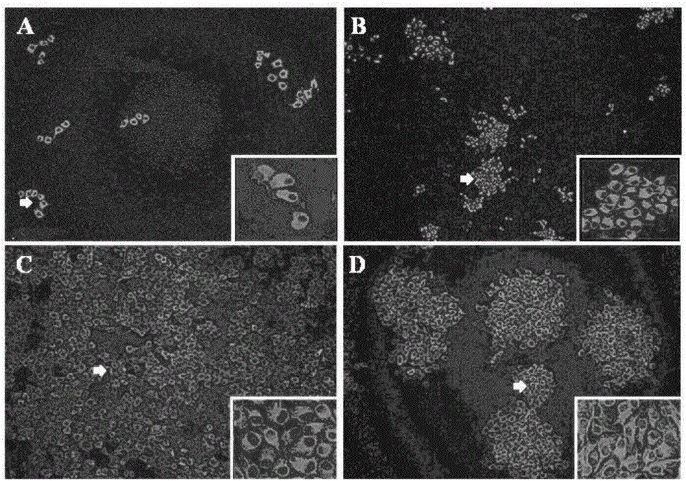 Method for constructing molecularly marked CSFV (classical swine fever virus) attenuated vaccine