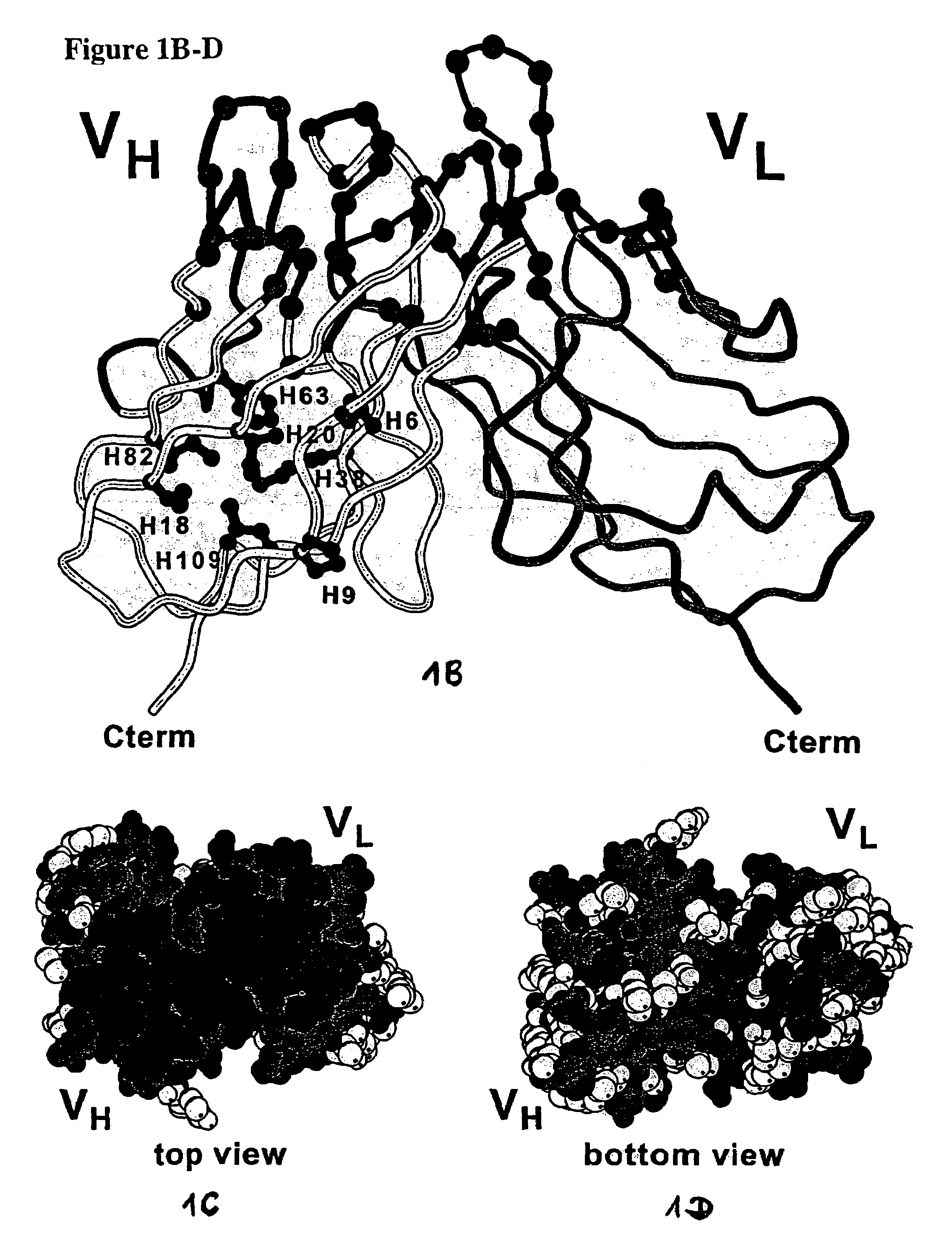 Method for the stabilization of chimeric immunoglobulins or immunoglobulin fragments, and stabilized anti-EGP-2 scFv fragment