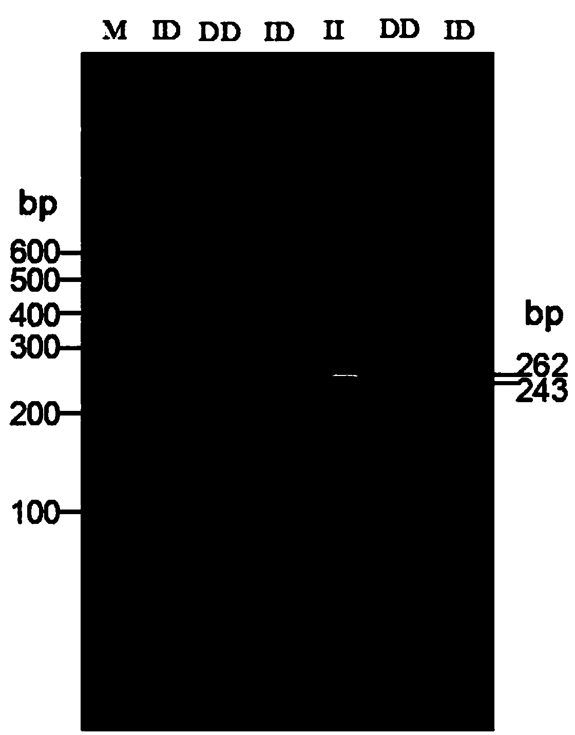 Detection method for 19-bp duplication and deletion polymorphism of Chinese yellow cattle PLAG1 (Pleomorphic Adenoma Gene 1) gene and application of detection method