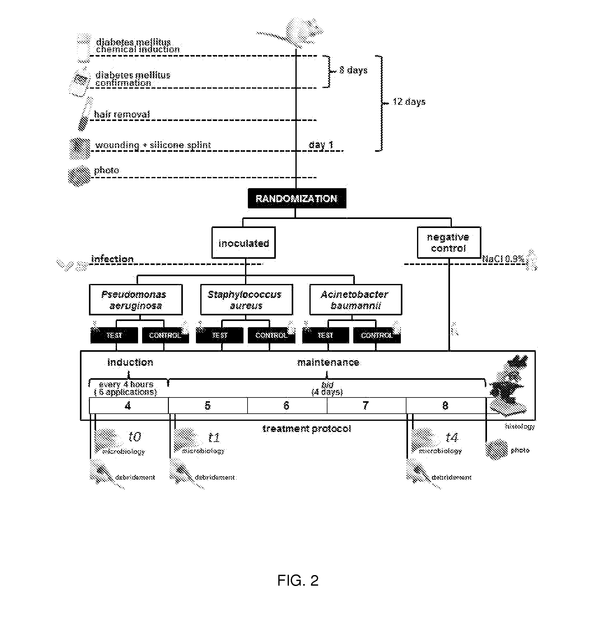 Compositions comprising cocktails of antibacterial phages and uses thereof for the treatment of bacterial infections