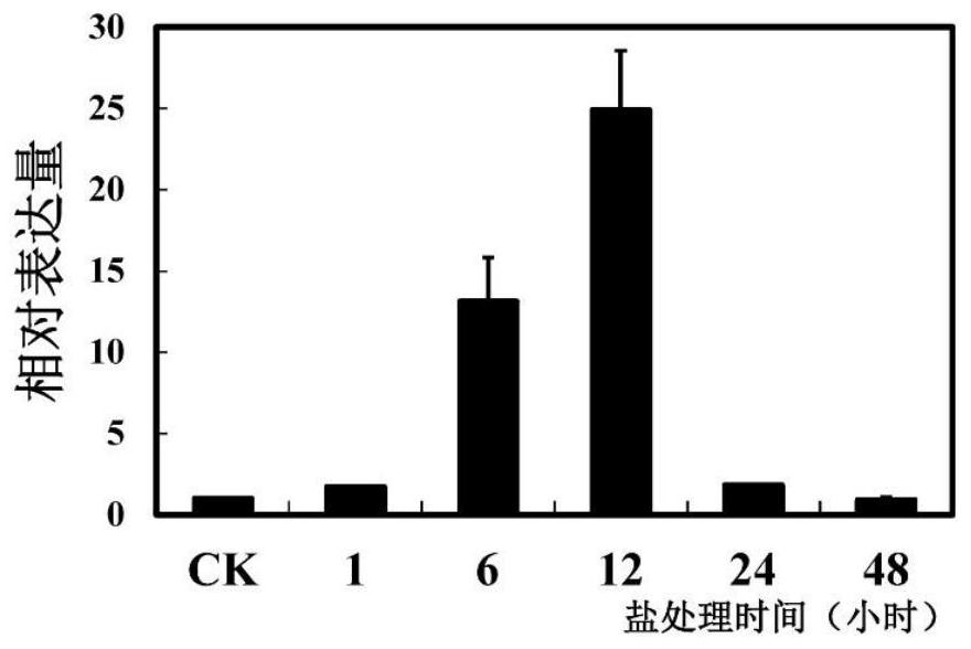 Pyrus betulaefolia vacuolar proton pump PbVHA-B1 and application thereof in plant salt resistance genetic improvement