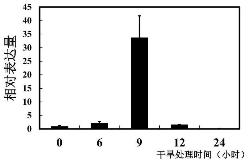 Pyrus betulaefolia vacuolar proton pump PbVHA-B1 and application thereof in plant salt resistance genetic improvement