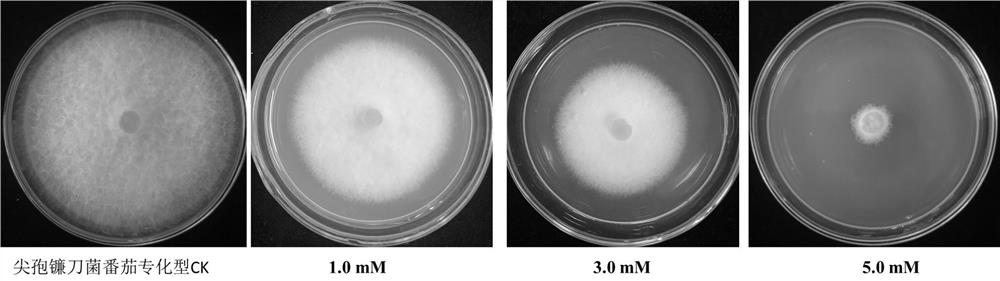 Application of verapamil hydrochloride in the preparation of fungicides for preventing and treating plant diseases caused by plant pathogenic bacteria