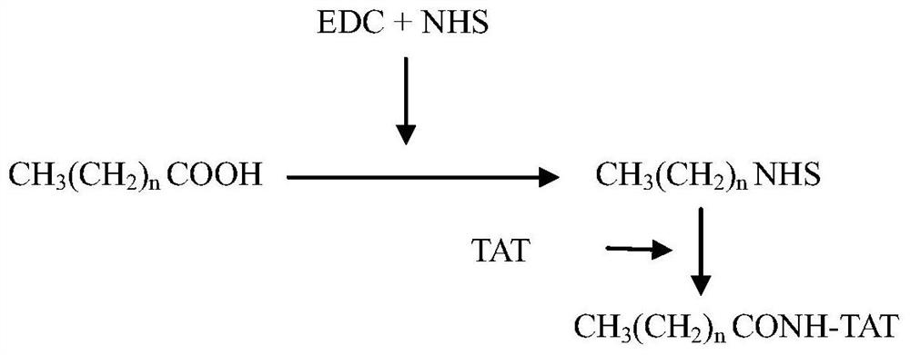 Lipophilic compound conjugates of cell-penetrating peptides and their application in antibacterial