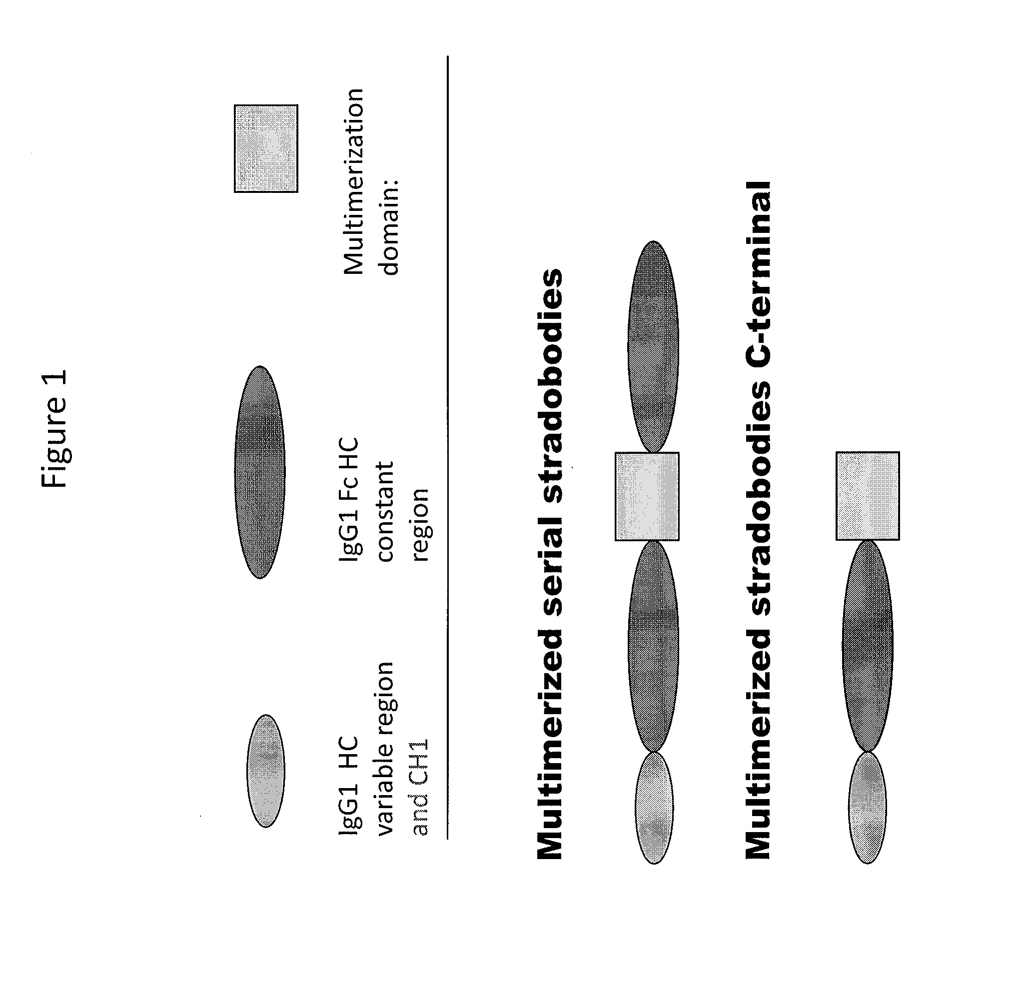 Molecules with antigen binding and polyvalent fc gamma receptor binding activity