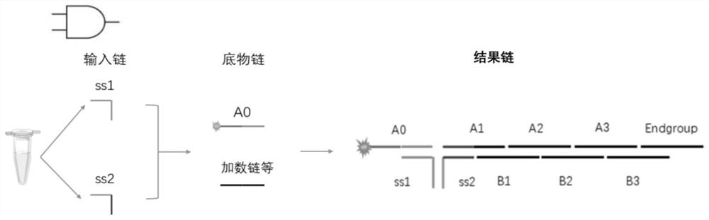 DNA molecular logic gate based on nucleic acid hybridization