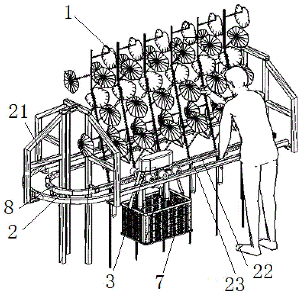 Cucumber harvesting device and using method thereof